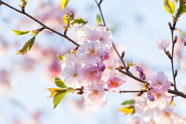 'Spring is King' - Die Ayurveda-Kur im Frühling