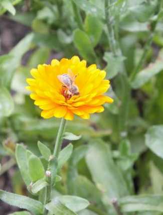 Einheimische Heilpflanzen und Kräuter und ihre Wirkung im Ayurveda: Ringelblume