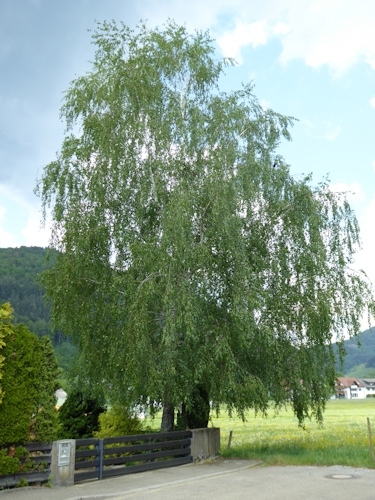 Einheimische Heilpflanzen und Kräuter und ihre Wirkung im Ayurveda: die Birke