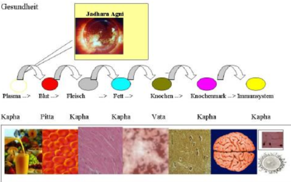 Schaubild mit den 7 Gewebearten dhatus im Ayurveda 