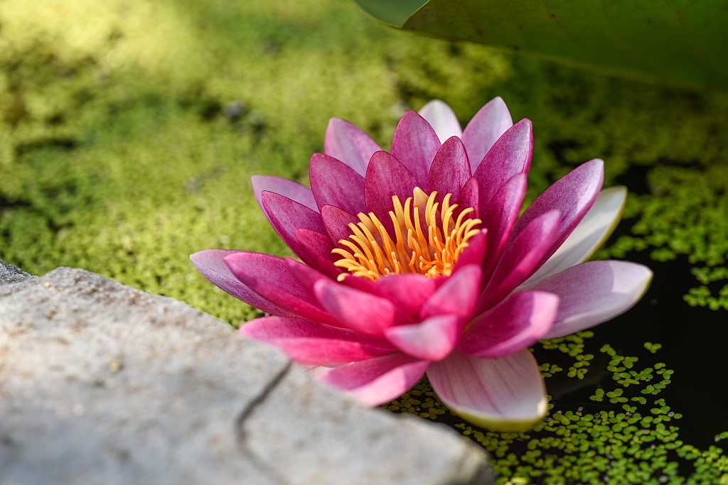 ayurveda-portal-flower