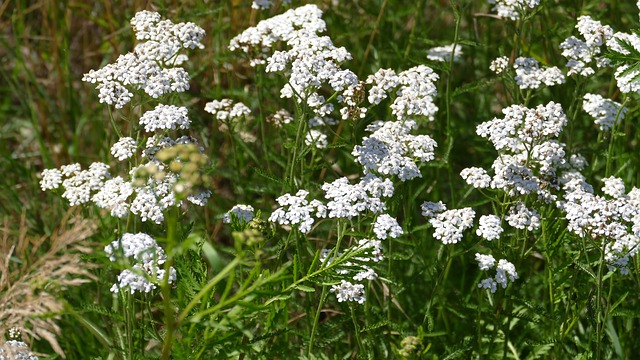 schafgarbe auf wiese