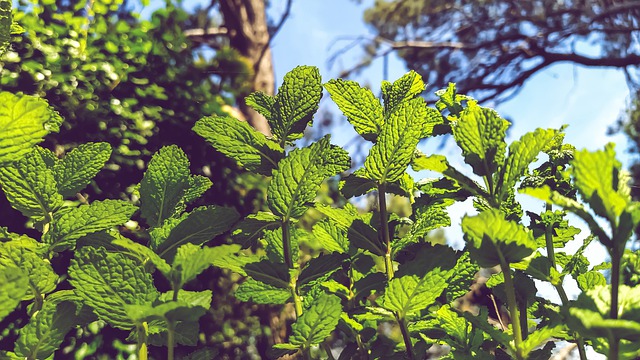 Einheimische Heilpflanzen und Kräuter und ihre Wirkung im Ayurveda: Minze